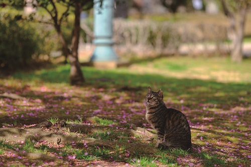第12回 猫・ねこ写真展 PART1 第12回 猫・ねこ写真展 PART1