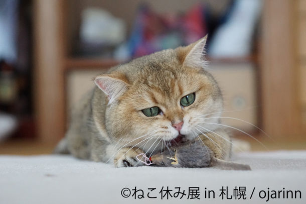 ねこ休み展 in 札幌 ねこ休み展 in 札幌