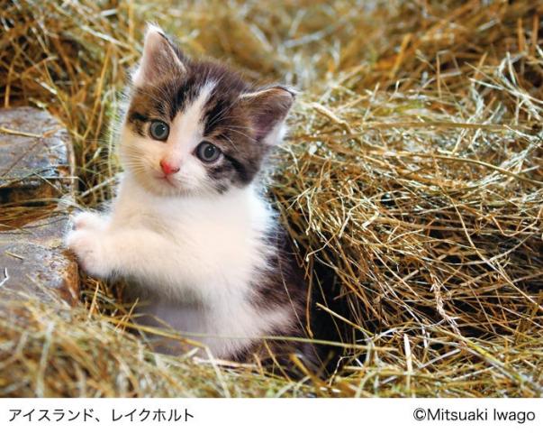 岩合光昭写真展 「こねこ」 岩合光昭写真展 「こねこ」