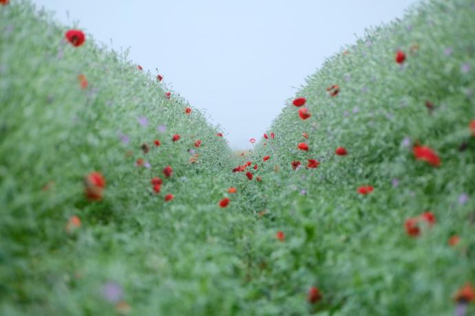 フジフイルム スクエア 企画写真展 岡本洋子写真展「心模様、花もよう」 フジフイルム スクエア 企画写真展 岡本洋子写真展「心模様、花もよう」