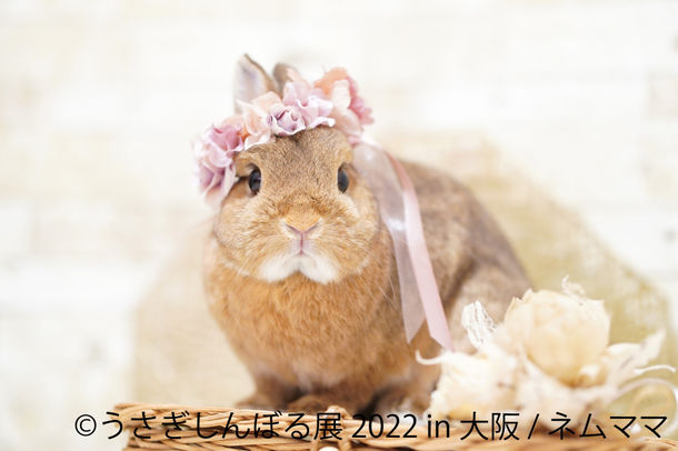 うさぎしんぼる展 2022 in 大阪 うさぎしんぼる展 2022 in 大阪