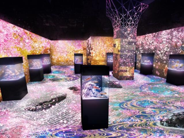 NAKED SAKURA AQUARIUM NAKED SAKURA AQUARIUM
