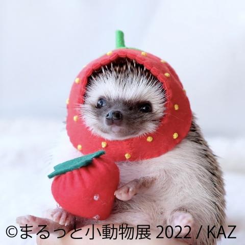 まるっと小動物展 2022 in 名古屋 まるっと小動物展 2022 in 名古屋