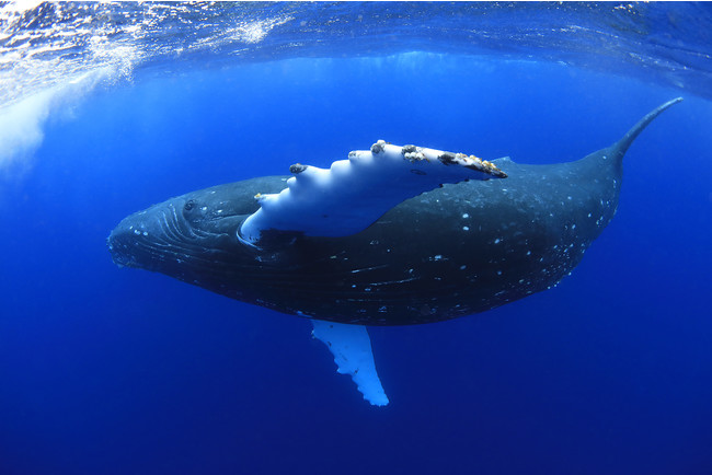 フジフイルム スクエア 企画写真展「生き物たちの地球」 フジフイルム スクエア 企画写真展「生き物たちの地球」