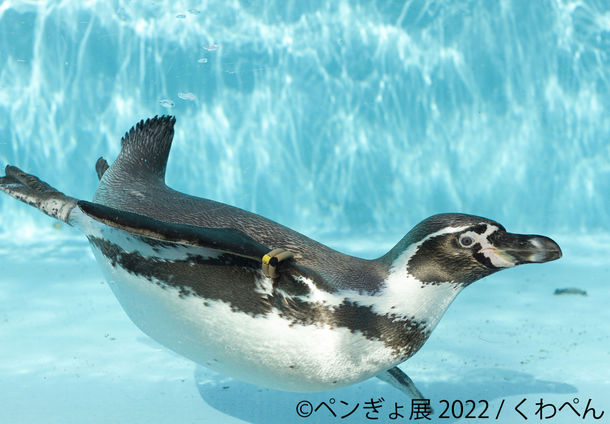 ペンぎょ展 2022 ペンぎょ展 2022