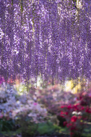蜷川実花 瞬く光の庭 Shareart