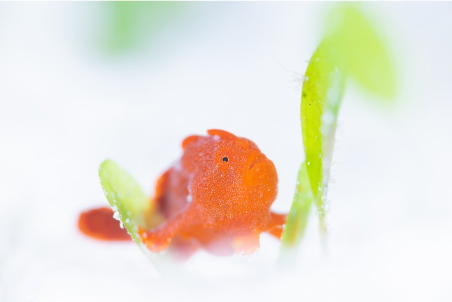 上出 俊作写真展「陽だまり レンズ越しに見つめた10mmの海」 上出 俊作写真展「陽だまり レンズ越しに見つめた10mmの海」