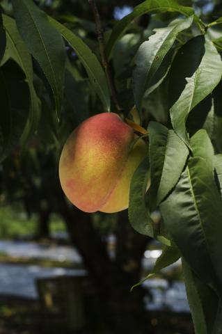 米田拓朗写真展「Rest in Peach」 米田拓朗写真展「Rest in Peach」