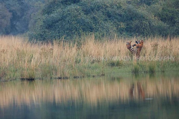 山田耕熙 写真展「The Land of Tigers」