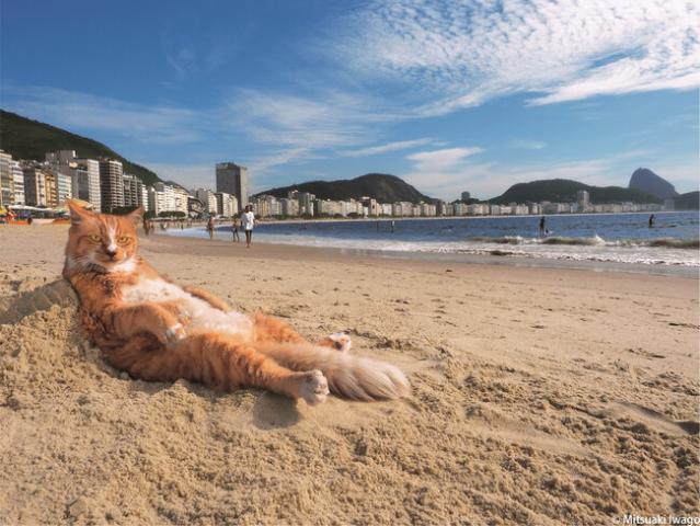写真展「岩合光昭の世界ネコ歩き2」 写真展「岩合光昭の世界ネコ歩き2」