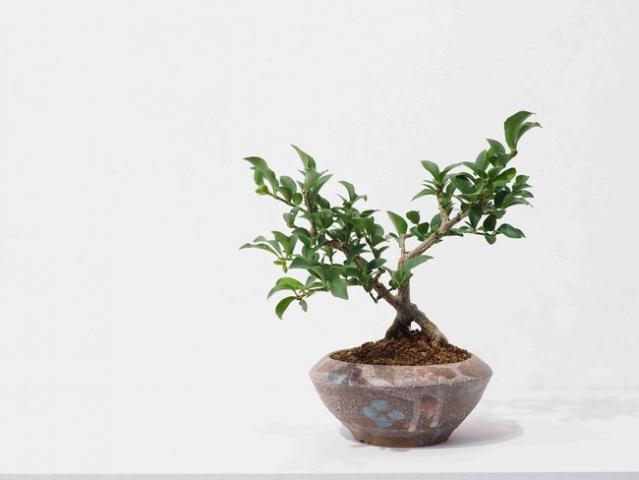 高橋星児の陶と草木の個展 「むべなるかな」 高橋星児の陶と草木の個展 「むべなるかな」
