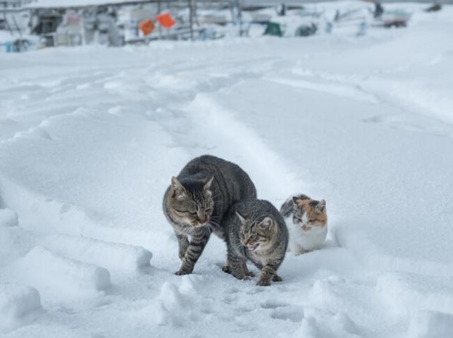 熊谷忠浩 写真展「あきたの猫」 熊谷忠浩 写真展「あきたの猫」