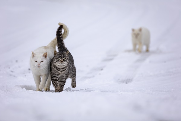 第14回 猫・ねこ写真展 PART1 第14回 猫・ねこ写真展 PART1