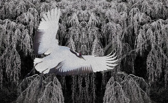 特別企画展『櫻の物語』丹地保堯写真画展 特別企画展『櫻の物語』丹地保堯写真画展