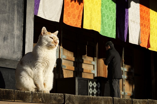 第14回 猫・ねこ写真展 PART2 第14回 猫・ねこ写真展 PART2