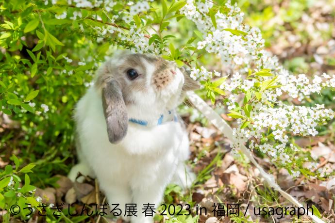 うさぎしんぼる展 春 2023 うさぎしんぼる展 春 2023
