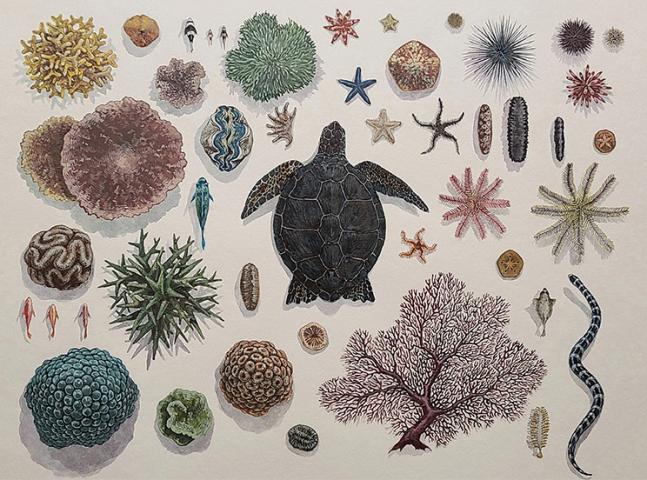 上滝玲子 個展 ─海の標本─ 上滝玲子 個展 ─海の標本─