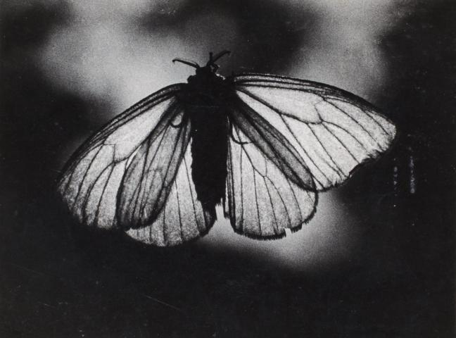 生誕120年 安井仲治 僕の大切な写真 生誕120年 安井仲治 僕の大切な写真