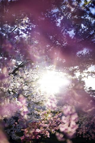 蜷川実花展 with EiM: 儚くも煌めく境界 Where Humanity Meets Nature 蜷川実花展 with EiM: 儚くも煌めく境界 Where Humanity Meets Nature