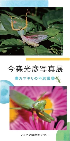 今森光彦写真展「カマキリの不思議」 今森光彦写真展「カマキリの不思議」