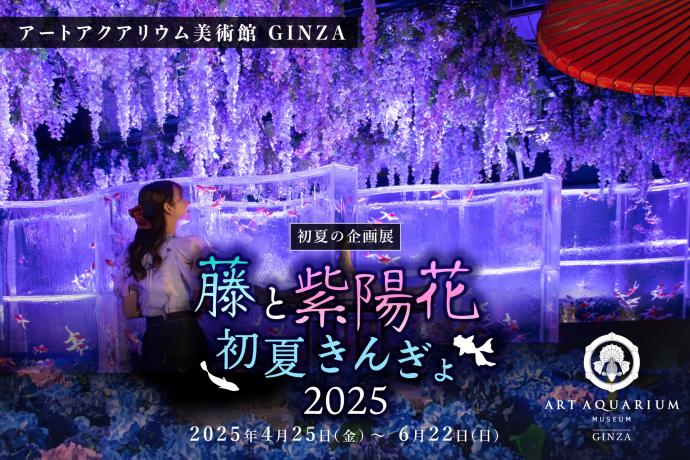 藤と紫陽花 初夏きんぎょ2025 藤と紫陽花 初夏きんぎょ2025