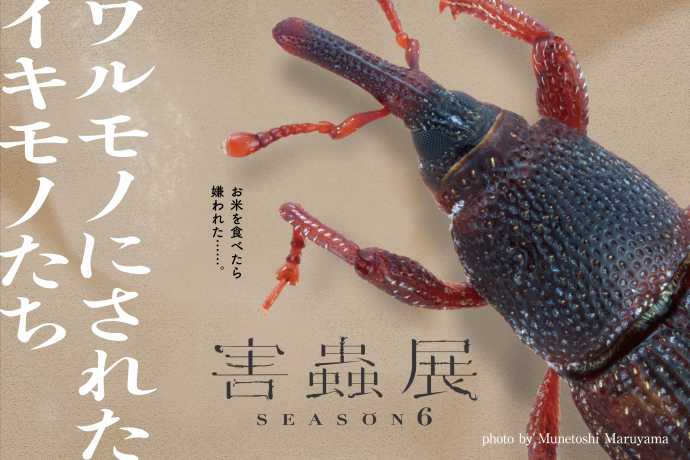 害蟲展season6 害蟲展season6