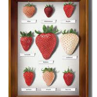 イチゴ 農薬パンフレット用イラスト Shareart