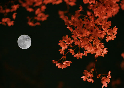 月と夜桜