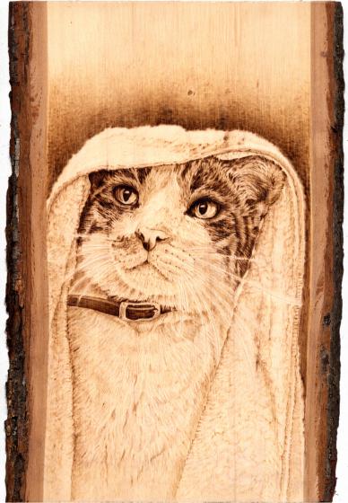 魔導師の猫 魔導師の猫